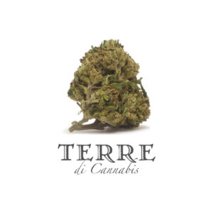 Ανθοί κάνναβης Popolo, 14% CBD | Terre di Cannabis - Chironas Holistic Shop